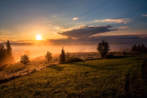 Calm sunrise with trees