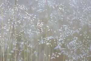 Hayfever