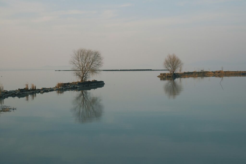 Trees reflected in calm water
