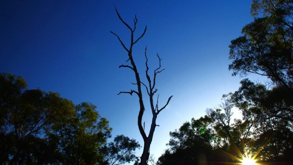 silhouette of a tree