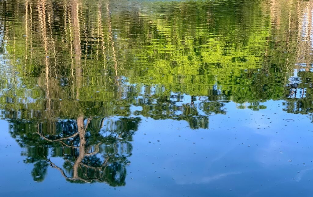 Reflection of a tree in water
